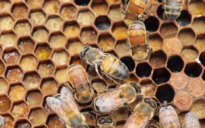 Humans are to blame for wiping out honeybees: Trading colonies infected with viruses and mites ‘is creating an epidemic’