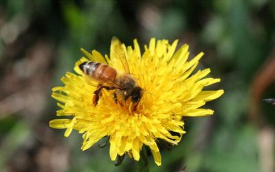 Bees take longer to learn floral odors polluted by vehicle fumes